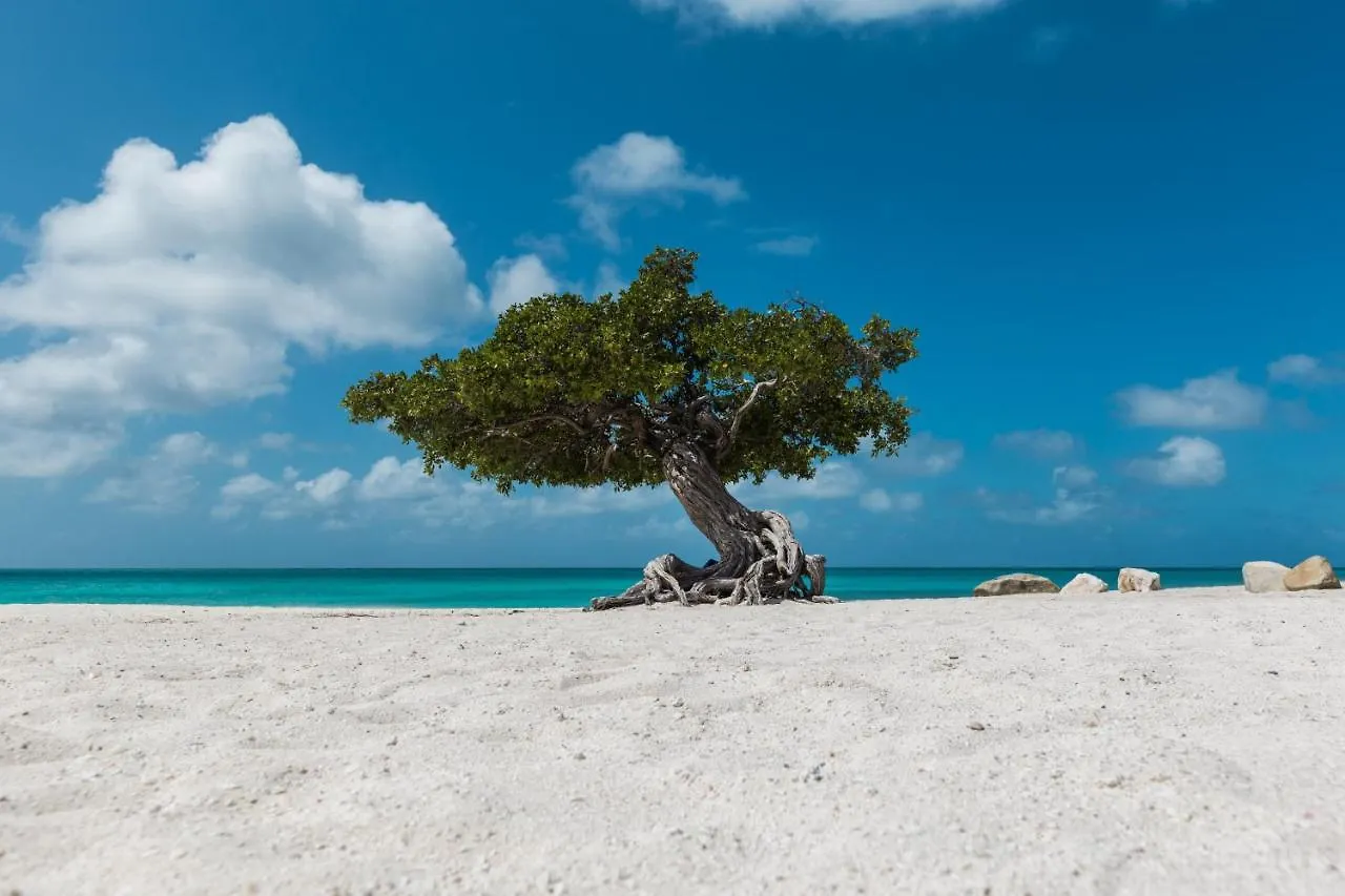 Opal 125 Villa Palm Beach Aruba